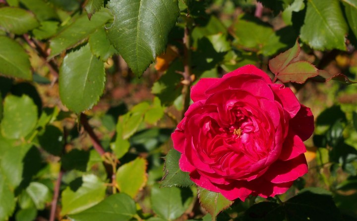 OLYMPUS DIGITAL CAMERA