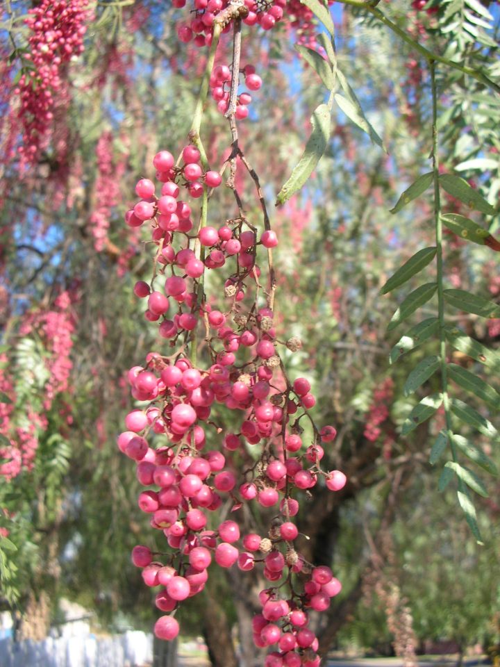 brazilian-pepper-tree-berries