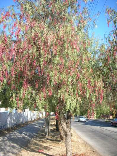 brazilian-pepper-tree