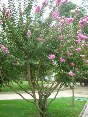 crapemyrtle-copy