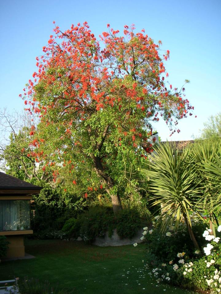 erythrina-crista-galli-brazilian-coral-tree
