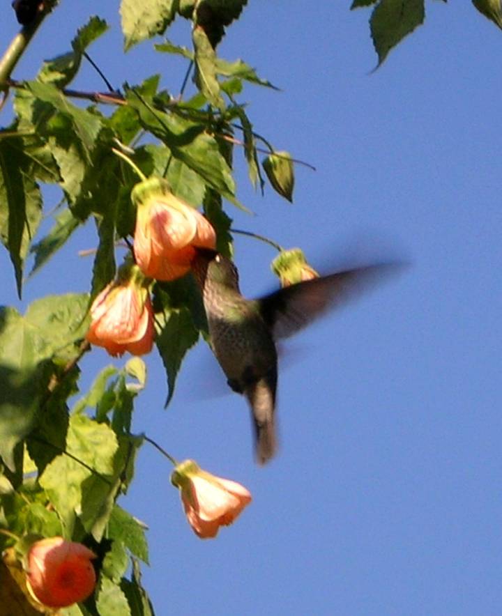 fire-crown-hmmingbird-in-abutilon-tree