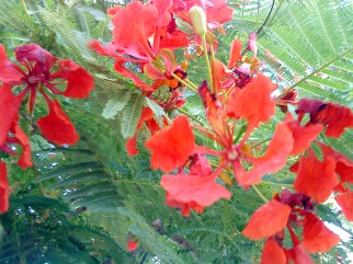 flame-tree-flowers