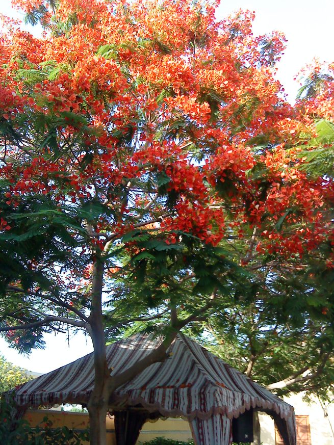 flame-tree