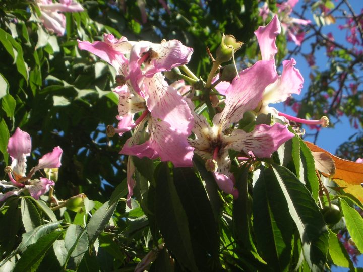 floss-silk-tree-flowers