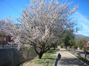flowering-cherry-whitejpg