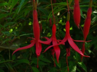 fuschia-shrub-flower