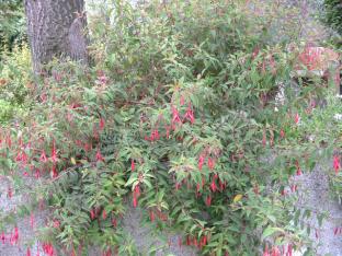 fuschia1-shrub