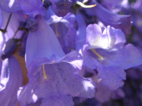 jacaranda-tree-flower