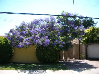 jacaranda-tree