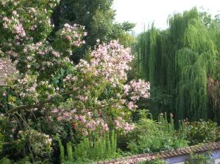magnolia-pink-flowering-and-weeping-willow