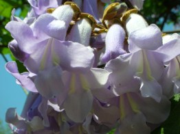 paulownia-tree-flower