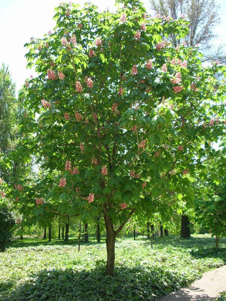 red-flowering-chestnut-tree
