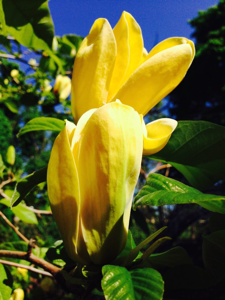 magnolia-yellow-bird-flower