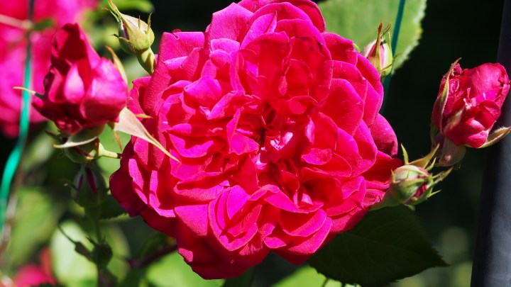 OLYMPUS DIGITAL CAMERA