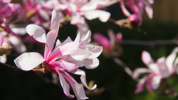 OLYMPUS DIGITAL CAMERA