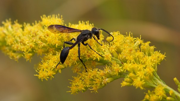 insect-1406738__340